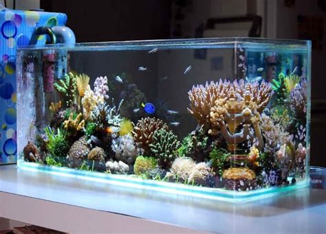 The Best Fish Tanks Of 2022 .
